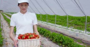 Bir sepet çilekle serada duran bir kadın.