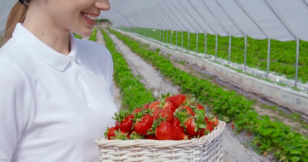 Gros plan de la femme tenant panier avec des fraises — Video