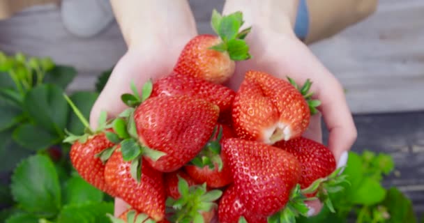여성 손에 들고 있는 유기농으로 익은 딸기의 맨 위 사진 — 비디오