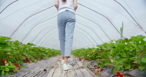 Agricultor feminino caminhando entre fileiras com arbustos de morango — Vídeo de Stock