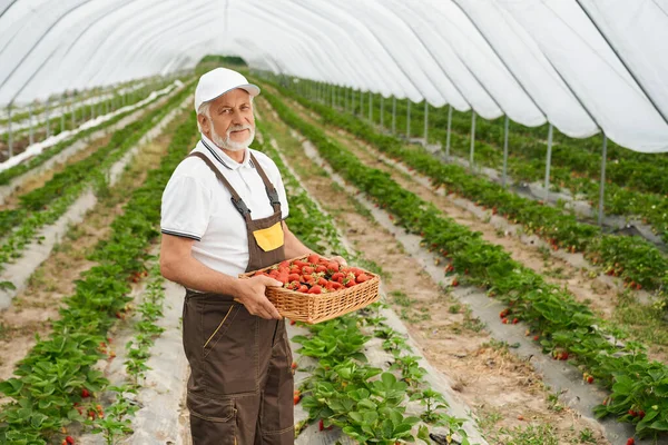 Gammal man som håller korg med jordgubbar i växthus — Stockfoto