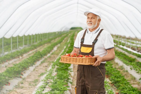 Åldrad trädgårdsmästare som bär korg med färska jordgubbar — Stockfoto