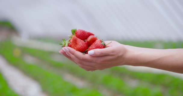 Close-up van vrouw met rijpe biologische aardbeien — Stockvideo