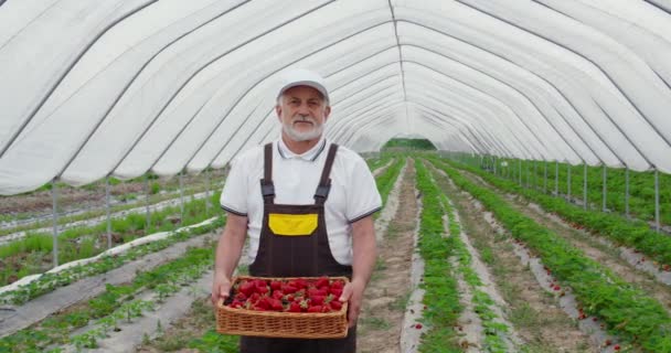 Dojrzałe brodaty człowiek przechowywanie pole z dojrzałych truskawek — Wideo stockowe