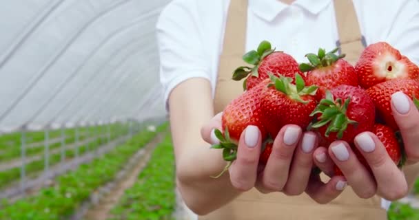 Female gardener holding freshly picked strawberries in hands — 비디오