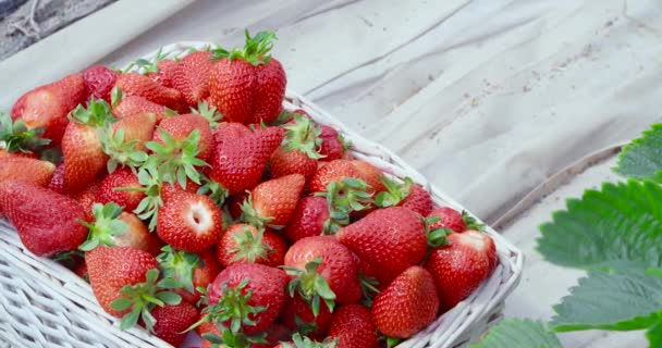 Organic ripe strawberries inside white wicker basket — 비디오