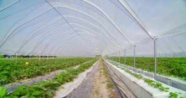 Sırayla büyüyen büyük çilek tarlaları.