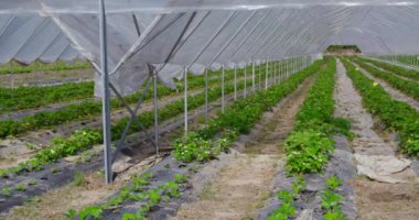 Serada yetişen çilek çalıları.