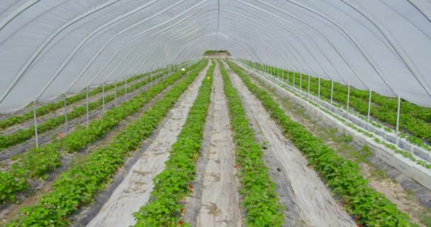 Gran plantación de fresas orgánicas en crecimiento — Vídeos de Stock