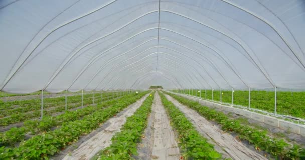 Jordbruksfält med jordgubbsbuskar som växer i rader — Stockvideo