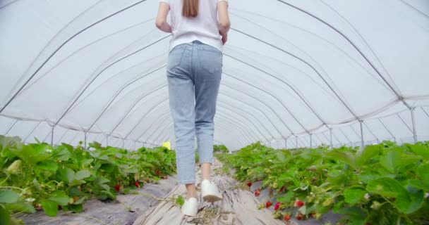 Vue arrière de la femme marchant à la serre avec des fraises — Video