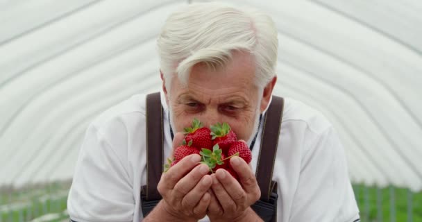 Jardinier âgé sentant les fraises qui tiennent dans les mains — Video