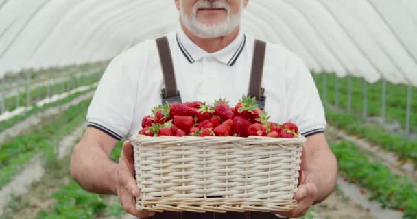 딸기를 담은 바구니를 들고 있는 연로 한 농부의 모습 — 비디오