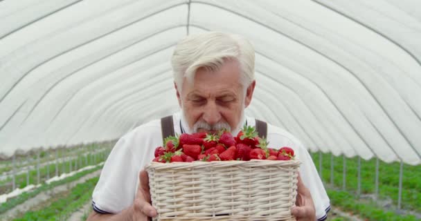 달콤하게 익은 딸기 냄새를 맡고 있는 행복 한 노인 — 비디오