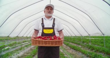 Olgun çiftçi çilek sepeti ile tarlada poz veriyor.