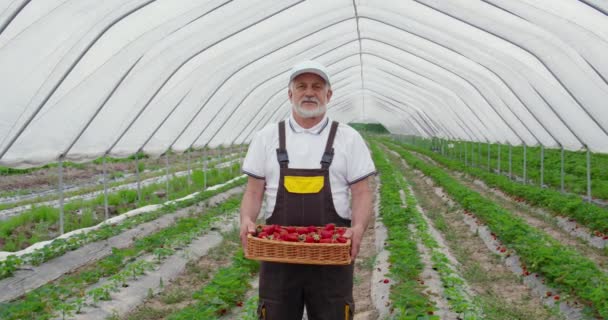 Jardineiro sênior posando com cesta de morangos maduros — Vídeo de Stock