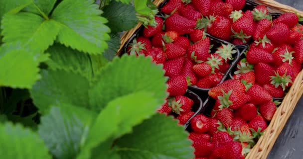 Primo piano di fragole appena raccolte che giacciono all'interno del cestino — Video Stock