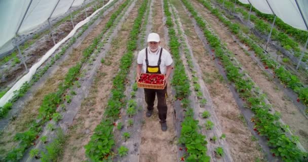 Счастливый пожилой человек с корзиной клубники на поле — стоковое видео