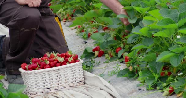 熟したイチゴを選ぶ温室労働者を閉じます — ストック動画