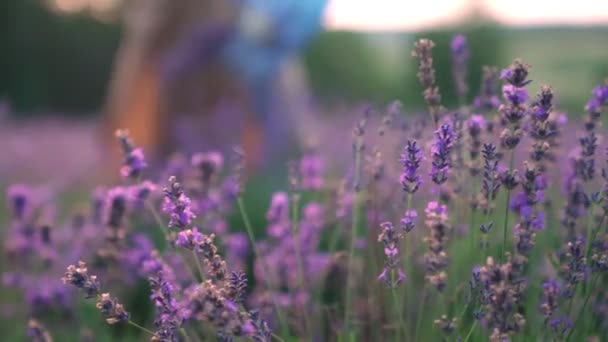 Belles fleurs violettes dans la prairie de lavande. — Video