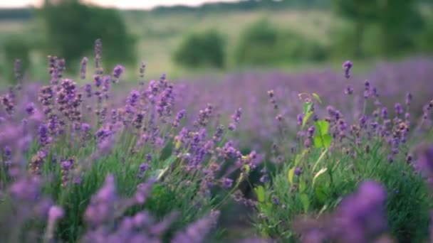 Filas de lavanda púrpura en el campo sin fin de floración. — Vídeo de stock