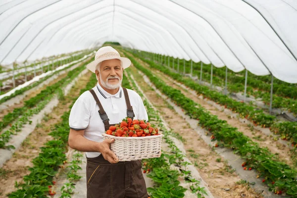 Senior man som håller och beundrar färska röda jordgubbar. — Stockfoto