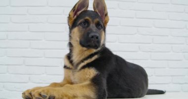 Alman çoban köpeği yalan söylüyor ve masada vadiye bakıyor..