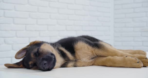 Милая собака спит после осмотра в ветеринарной клинике. — стоковое видео