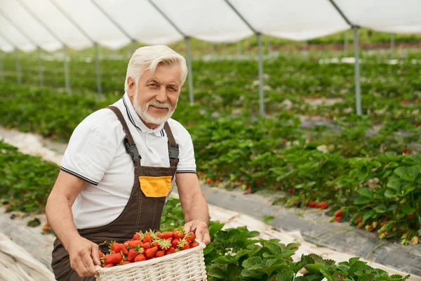 Glad jordbrukare som skördar färska jordgubbar. — Stockfoto
