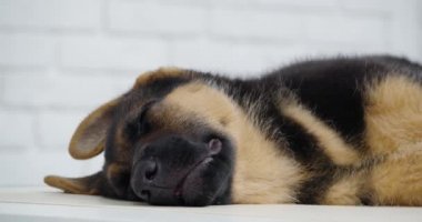 Kara köpek veteriner stüdyosunda anestezi altında yatıyor ve uyuyor..