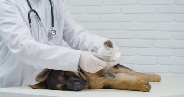 Tierarzt wickelt mit Pfote eines kleinen dunklen Hundes ab. — Stockvideo