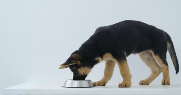 Beau petit chien berger étancher la soif d'eau propre. — Video