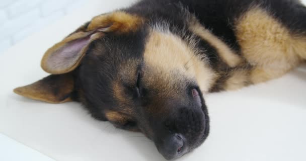 Agradable perro descansando y durmiendo después del examen en la clínica. — Vídeos de Stock