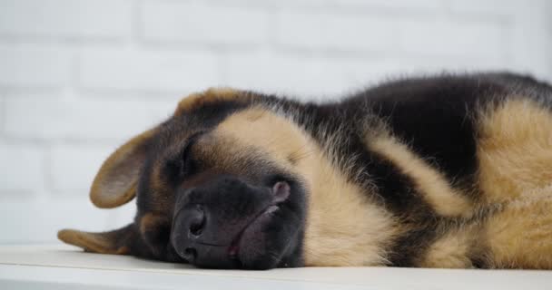 Mörk hund liggande och sover under narkos i veterinär studio. — Stockvideo