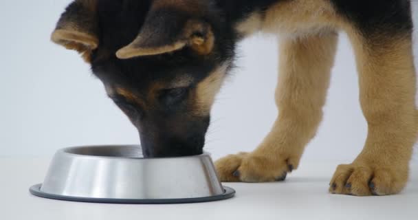 Lindo perro marrón y negro comiendo sabrosa comida. — Vídeo de stock