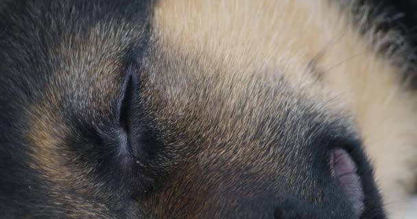 Raça cão pastor alemão deitado na clínica médica moderna. — Vídeo de Stock