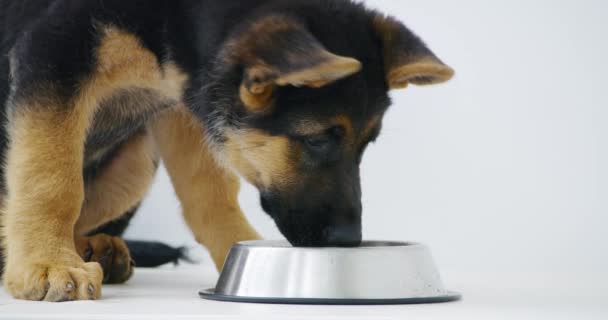 Cão preto com patas marrons bebendo água doce no chão. — Vídeo de Stock