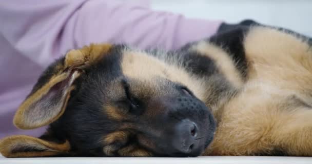 Honden ras duits herder genieten wanneer vrouw kammen. — Stockvideo