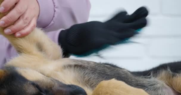 女人梳理小德国牧羊犬用的羊毛手套. — 图库视频影像