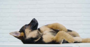 Köpek sırtüstü uzanıyor ve masada doktoru bekliyor..