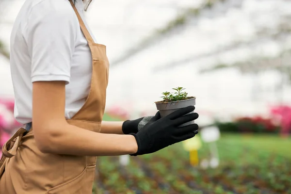 화분에 식물을 넣은 장갑을 끼고 있는 여성 원예가를 가까이 서 본 모습 — 스톡 사진