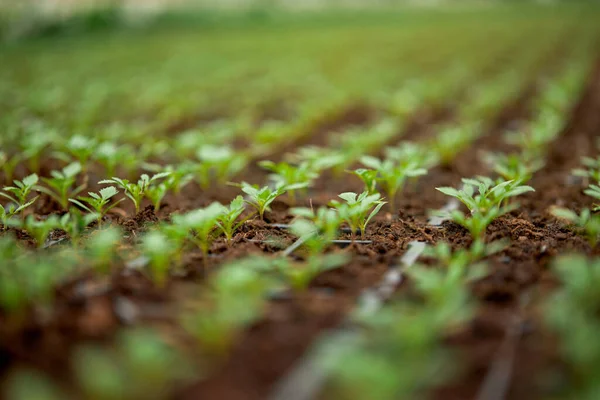 Close up of small plants growing in rows at greenhouse — Stock Photo, Image