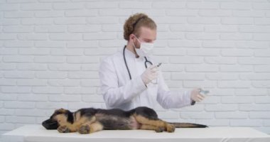 İş üniformalı veteriner uyluk kemiğine iğne yapan bir köpek..