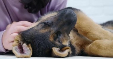 Mutlu küçük köpek uyan ve bir kadına sarıl..