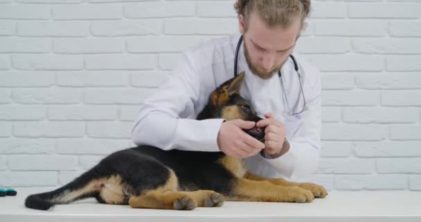 Veterinär undersöka tänder liten mörk hund ras herde. — Stockvideo