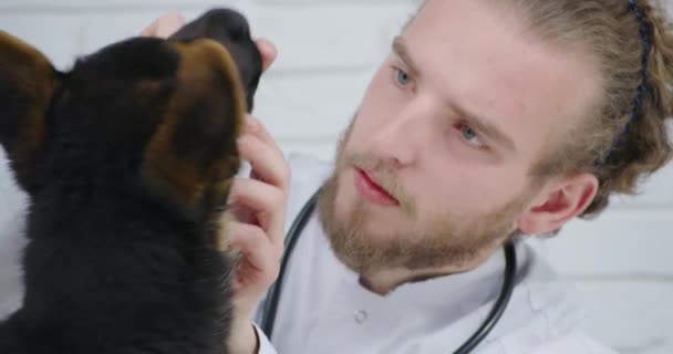 Jeune beau médecin examen des dents chez le petit chien. — Video
