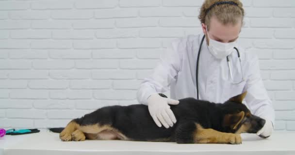 Tierarzt füttert Hunde und untersucht Körperhund. — Stockvideo