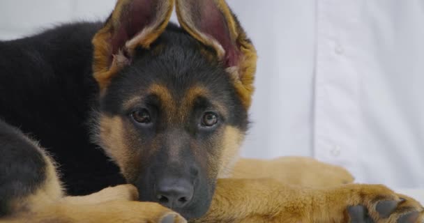 Triste recepção pequeno cão escuro na clínica veterinária. — Vídeo de Stock