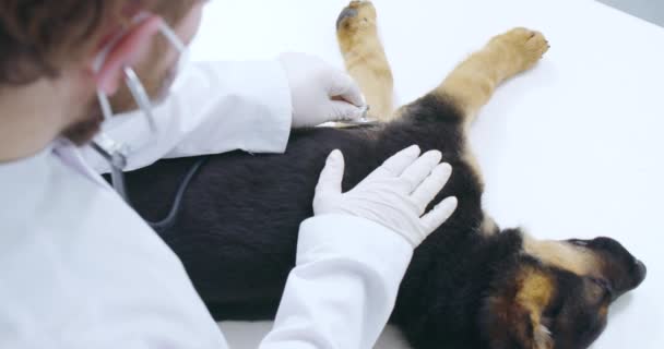 Ervaring arts onderzoeken ademhalingshond in dierenarts kliniek. — Stockvideo