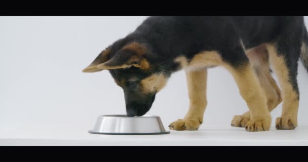 Pequeño perro bebiendo agua fresca del tazón y desapareciendo. — Vídeo de stock